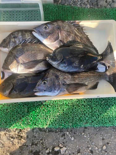 クロダイの釣果