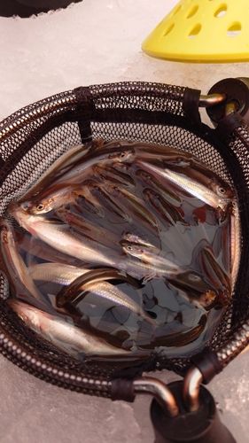 ワカサギの釣果