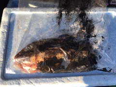 モンゴウイカの釣果