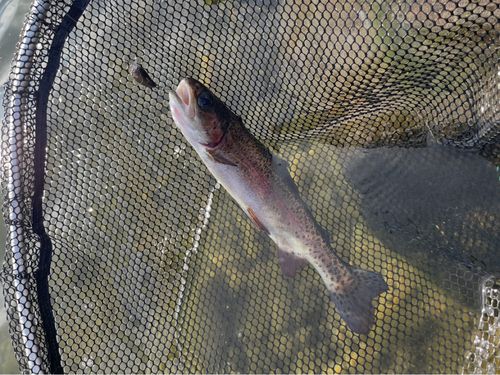 ニジマスの釣果