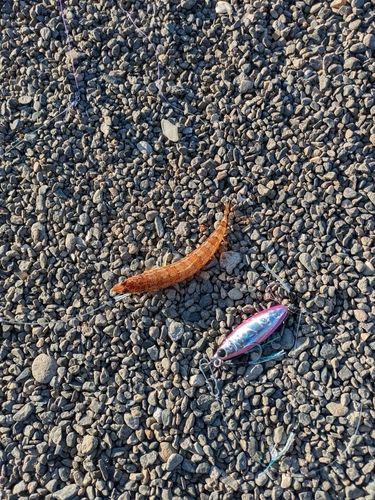 内浦湾（沼津）