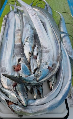 タチウオの釣果