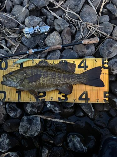 スモールマウスバスの釣果
