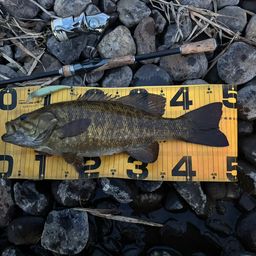 スモールマウスバス