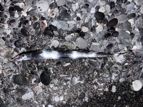 タチウオの釣果