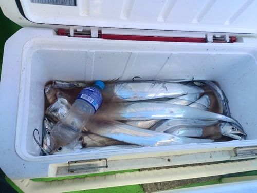 タチウオの釣果