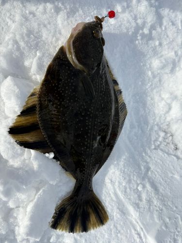 カワガレイの釣果