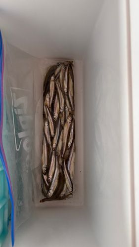 ワカサギの釣果