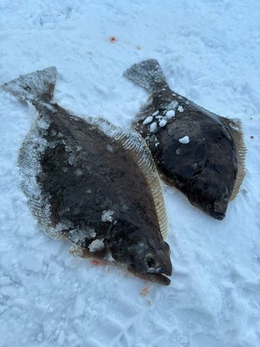 ソウハチの釣果