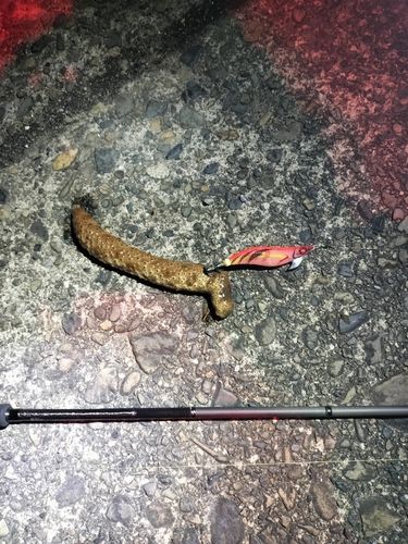 ナマコの釣果