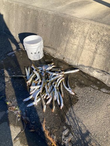 アカカマスの釣果