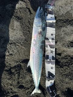 サゴシの釣果