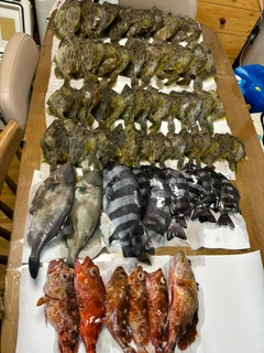 カワハギの釣果