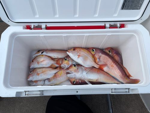 アマダイの釣果