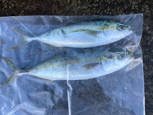 ツバイソの釣果