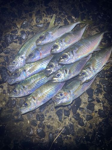 マアジの釣果