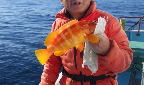 アカハタの釣果