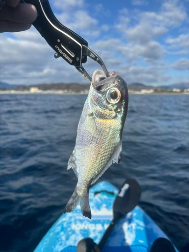 ギンメダイの釣果