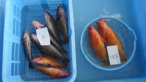 オオモンハタの釣果