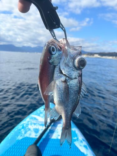 オオメハタの釣果