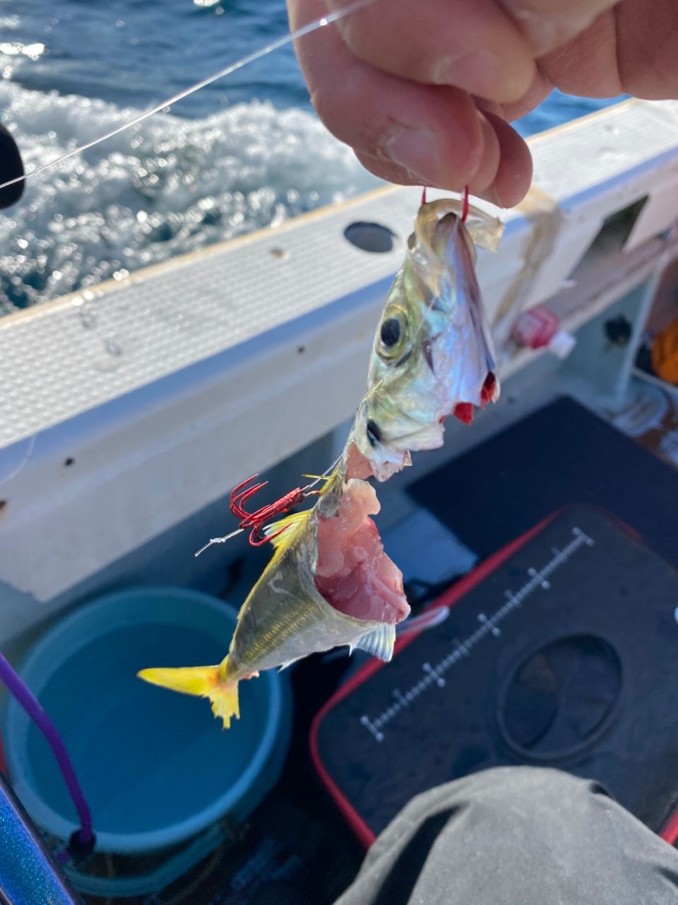 ざわさん@お散歩日記さんの釣果 3枚目の画像