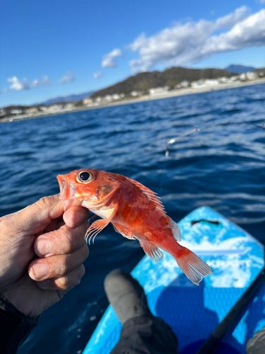アヤメカサゴの釣果
