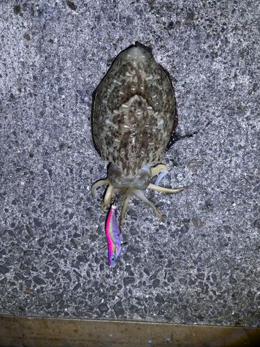 コウイカの釣果