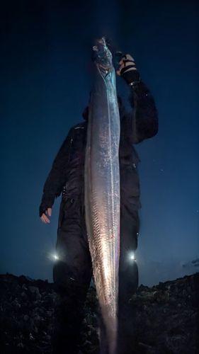 タチウオの釣果