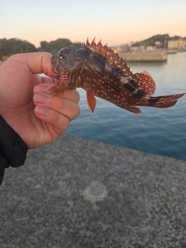 カサゴの釣果