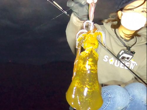 アオリイカの釣果