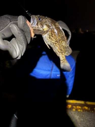 クロソイの釣果