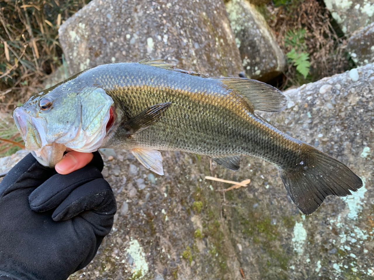 ラージマウスバス