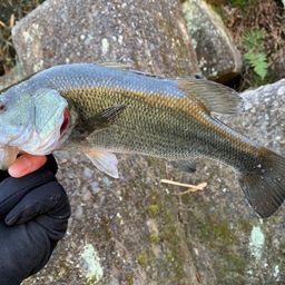 ラージマウスバス