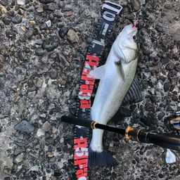 セイゴ（タイリクスズキ）