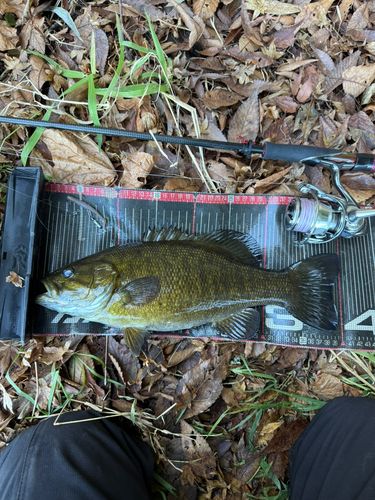 スモールマウスバスの釣果