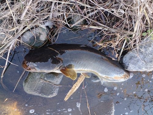 ナマズの釣果