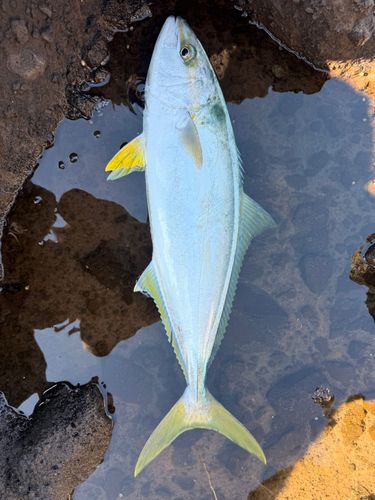 ヒラマサの釣果