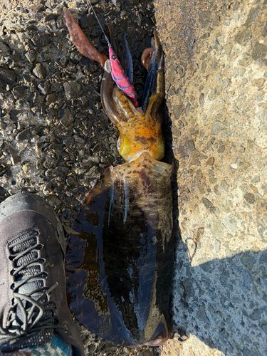 アオリイカの釣果