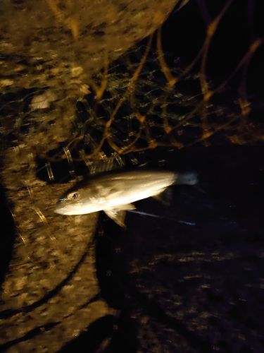 セイゴ（マルスズキ）の釣果