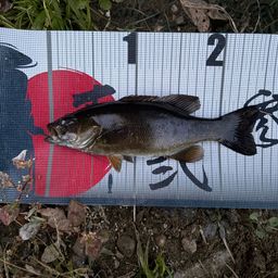 スモールマウスバス