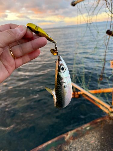 サバの釣果