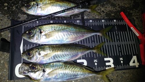 アジの釣果