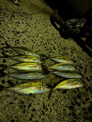 マアジの釣果