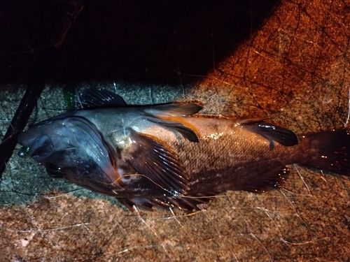 クロソイの釣果