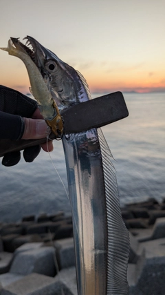 タチウオの釣果