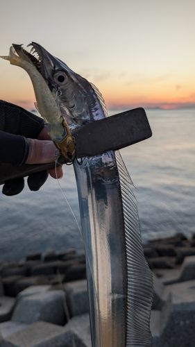 タチウオの釣果