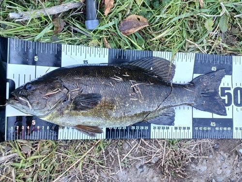 スモールマウスバスの釣果
