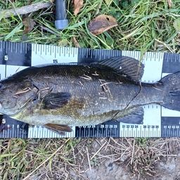 スモールマウスバス