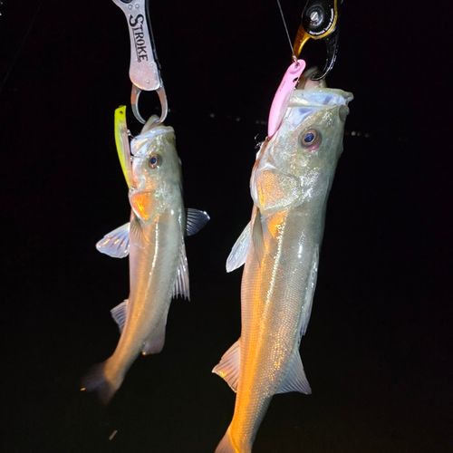 シーバスの釣果