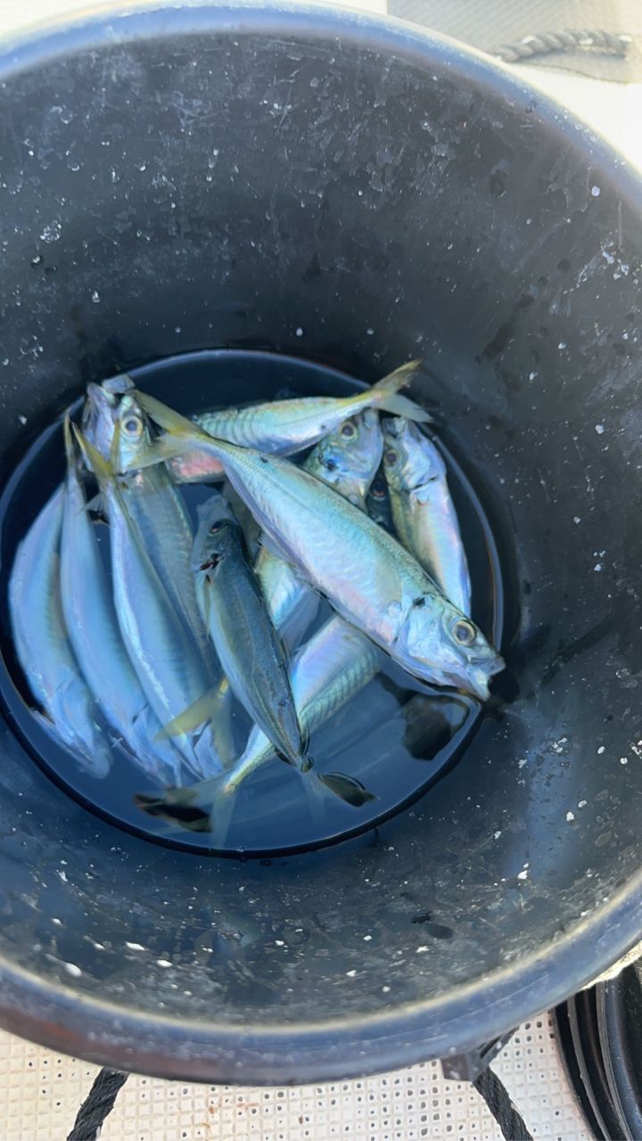 シーバス木‪𓆝さんの釣果 2枚目の画像